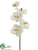 Vanda Orchid Spray - Cream - Pack of 12