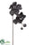 Phalaenopsis Orchid Spray - Black - Pack of 12