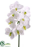 Silk Plants Direct Phalaenopsis Orchid Spray - Cream Green - Pack of 12