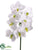 Phalaenopsis Orchid Spray - Cream Green - Pack of 12