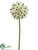 Ornithogalum Spray - Cream - Pack of 12