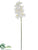 Phalaenopsis Orchid Spray - White - Pack of 12