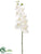 Phalaenopsis Orchid Spray - White - Pack of 6