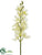 Vanda Orchid Spray - Cream - Pack of 12