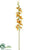 Cymbidium Orchid Spray - Honey Burgundy - Pack of 12