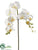 Phalaenopsis Orchid Spray - White - Pack of 12