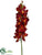 Vanda Orchid Spray - Burgundy - Pack of 12