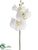 Phalaenopsis Orchid Spray - White - Pack of 12