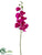 Phalaenopsis Orchid Spray - Fuchsia - Pack of 12