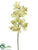 Cymbidium Orchid Spray - Lime - Pack of 6