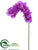 Phalaenopsis Orchid Spray - Orchid - Pack of 12