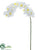 Phalaenopsis Orchid Spray - White - Pack of 12