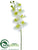 Phalaenopsis Orchid Spray - Cream Green - Pack of 12