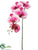 Phalaenopsis Orchid Spray - Orchid Cream - Pack of 12