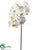 Phalaenopsis Orchid Spray - White - Pack of 6