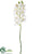 Phalaenopsis Orchid Spray - Cream - Pack of 12