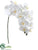 Phalaenopsis Orchid Spray - Cream - Pack of 12