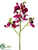 Phalaenopsis Orchid Spray - Orchid Two Tone - Pack of 12