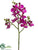 Phalaenopsis Orchid Spray - Orchid - Pack of 12