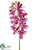 Phalaenopsis Orchid Spray - Cream Orchid - Pack of 12