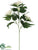 Evening Primrose Spray - Cream Green - Pack of 12