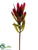 Protea Spray - Burgundy - Pack of 12