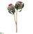 Protea Spray - Burgundy - Pack of 6