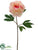 Peony Spray - Ivory - Pack of 6