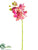 Phalaenopsis Orchid Spray - Orchid - Pack of 12