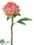 Peony Spray - Sunset - Pack of 24