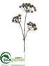 Silk Plants Direct Cow Parsnip Spray - Brown - Pack of 6