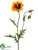 Poppy Spray - Yellow Gold - Pack of 12