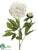 Peony Spray - Cream Green - Pack of 12