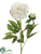 Peony Spray - Cream Green - Pack of 12