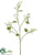 Mini Phlox Spray - White Green - Pack of 12