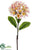 Plumeria Spray - Pink Cream - Pack of 12