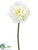 Peony Spray - White - Pack of 12