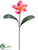 Plumeria Spray - Beauty - Pack of 12