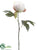 Peony Bud Spray - Cream - Pack of 12