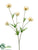 Prairie Poppy Spray - Cream - Pack of 12