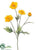 Poppy Spray - Yellow Gold - Pack of 12