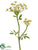 Queen Anne's Lace Spray - Yellow - Pack of 12