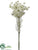 Queen Anne's Lace Bundle - White - Pack of 12