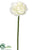 Ranunculus Spray - White - Pack of 12