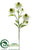 Rudbeckia Spray - White - Pack of 12