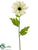 Rudbeckia Spray - White - Pack of 12