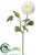 Ranunculus Spray - Cream - Pack of 12