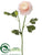 Ranunculus Spray - Pink Soft - Pack of 12