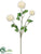 Ranunculus Spray - White - Pack of 12