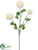 Ranunculus Spray - White - Pack of 12